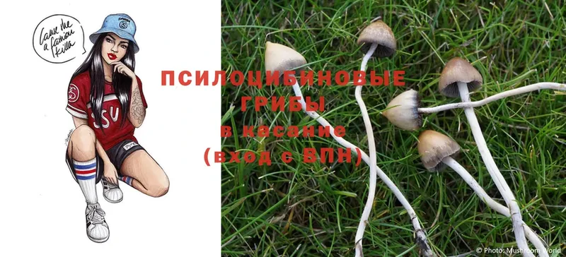 купить наркоту  Никольск  Псилоцибиновые грибы Psilocybe 